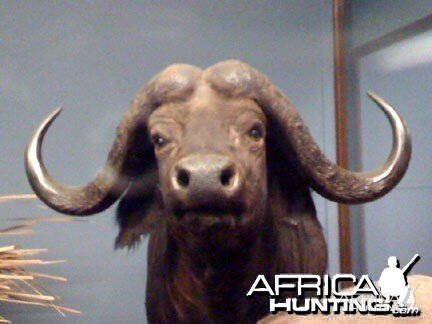 Taxidermy Cape Buffalo