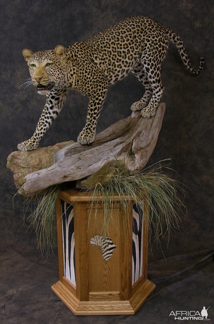 Taxidermy Leopard Mount by The Artistry of Wildlife