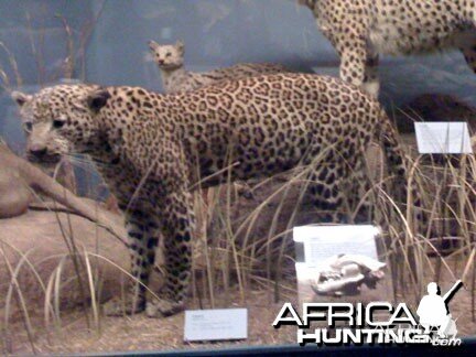 Taxidermy Leopard