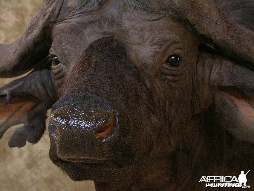 Taxidermy Nice Cape Buffalo