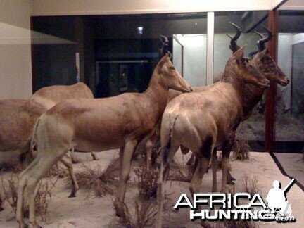 Taxidermy Red Hartebeest
