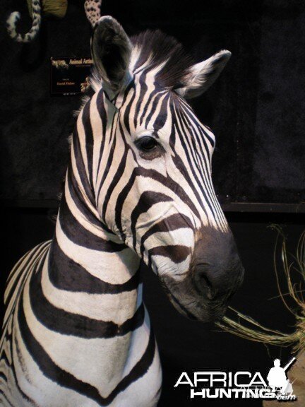 Taxidermy Zebra