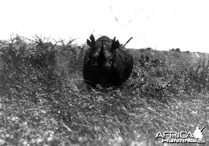 Theodore Roosevelt, black rhino