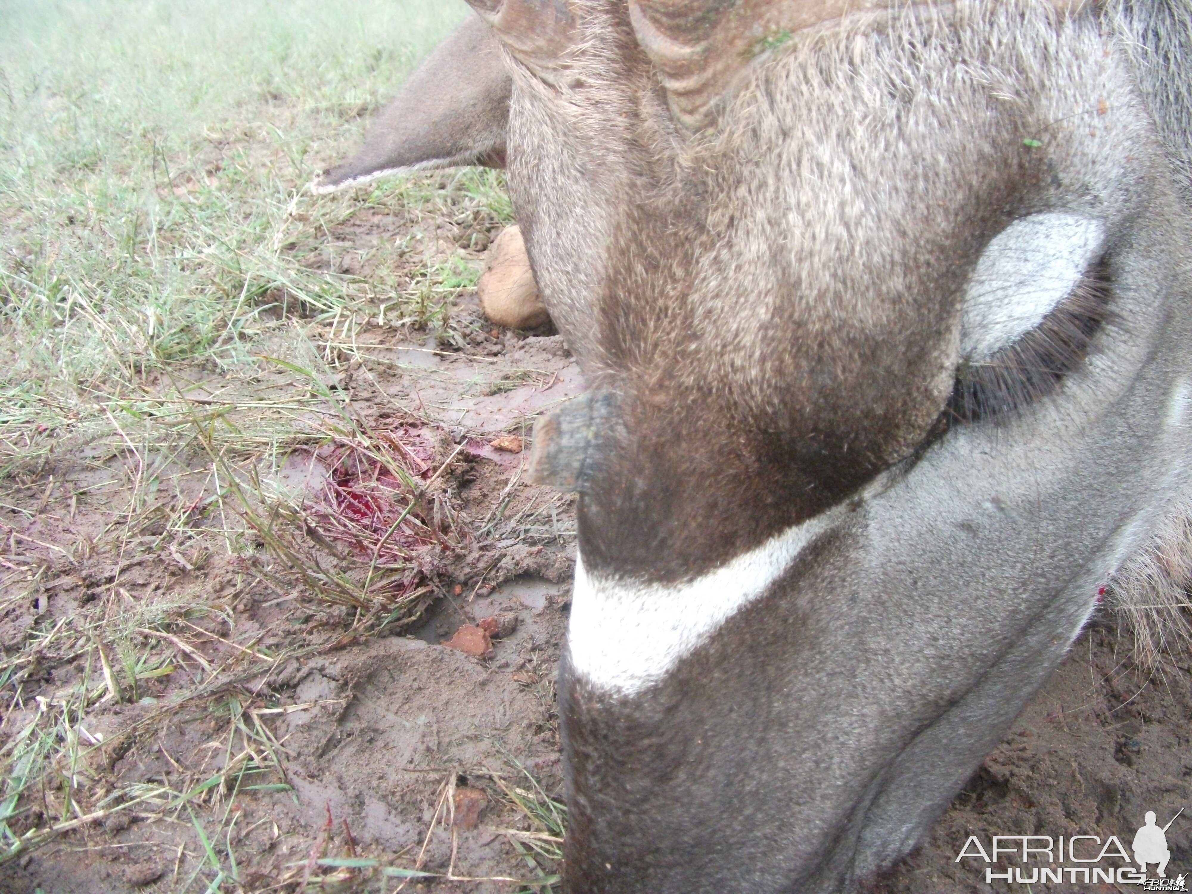 Three horned Greater Kudu hunted in Namibia