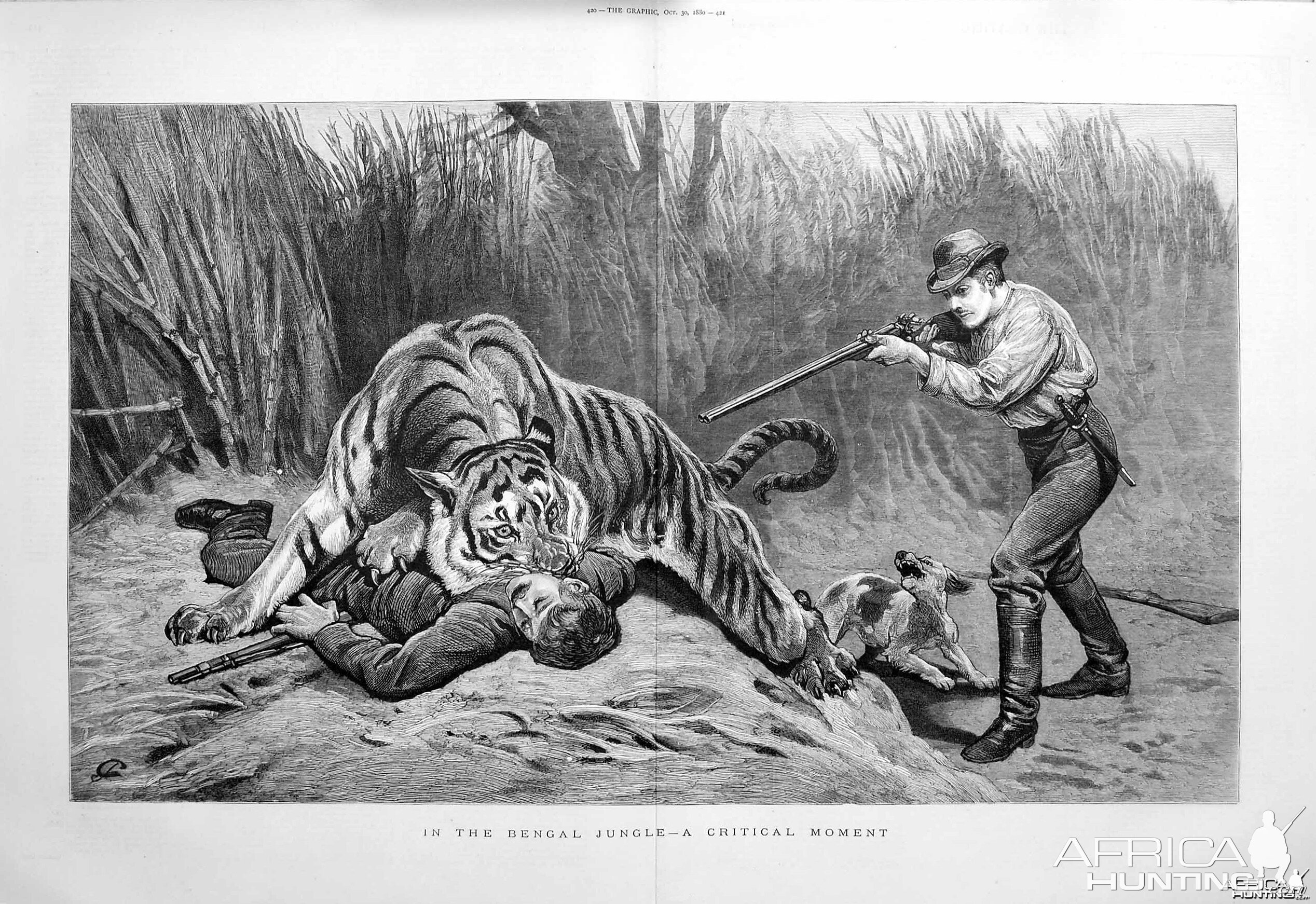Tiger - A Critical Moment
