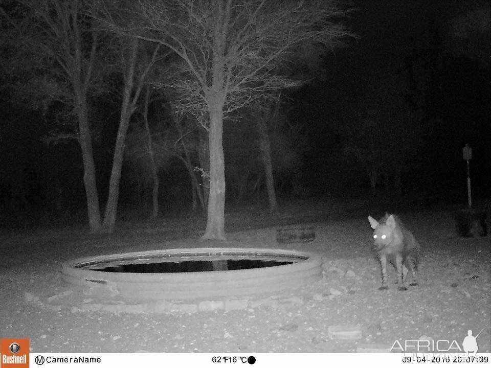 Trial Cam Pictures of Brown Hyena in South Africa