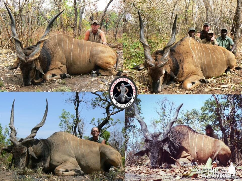 Trophy Lord Derby Eland Bulls