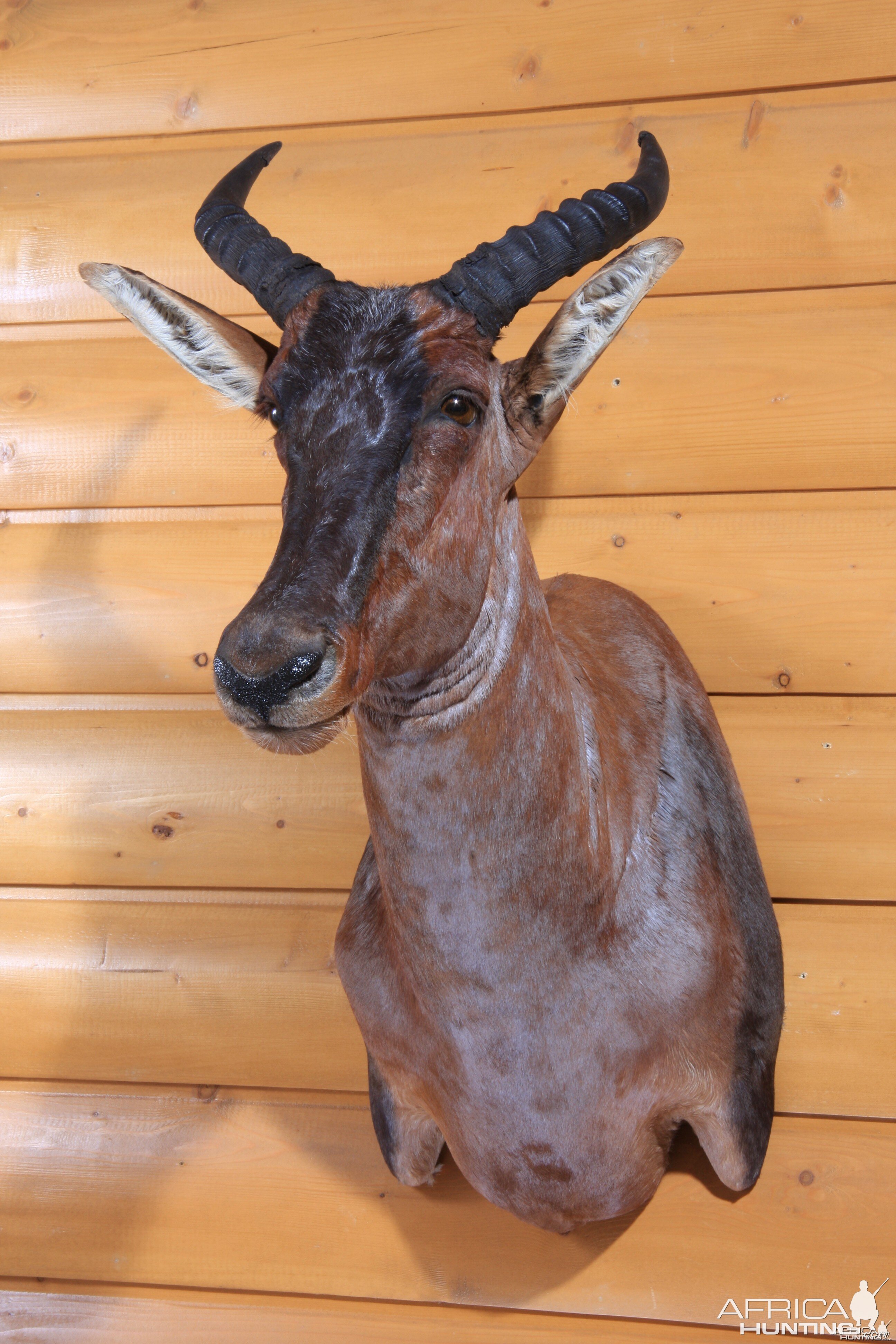 Tsessebe shoulder mount by All-American Taxidermy
