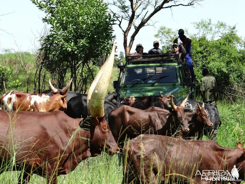 Uganda Big Horned Watusi Cattle