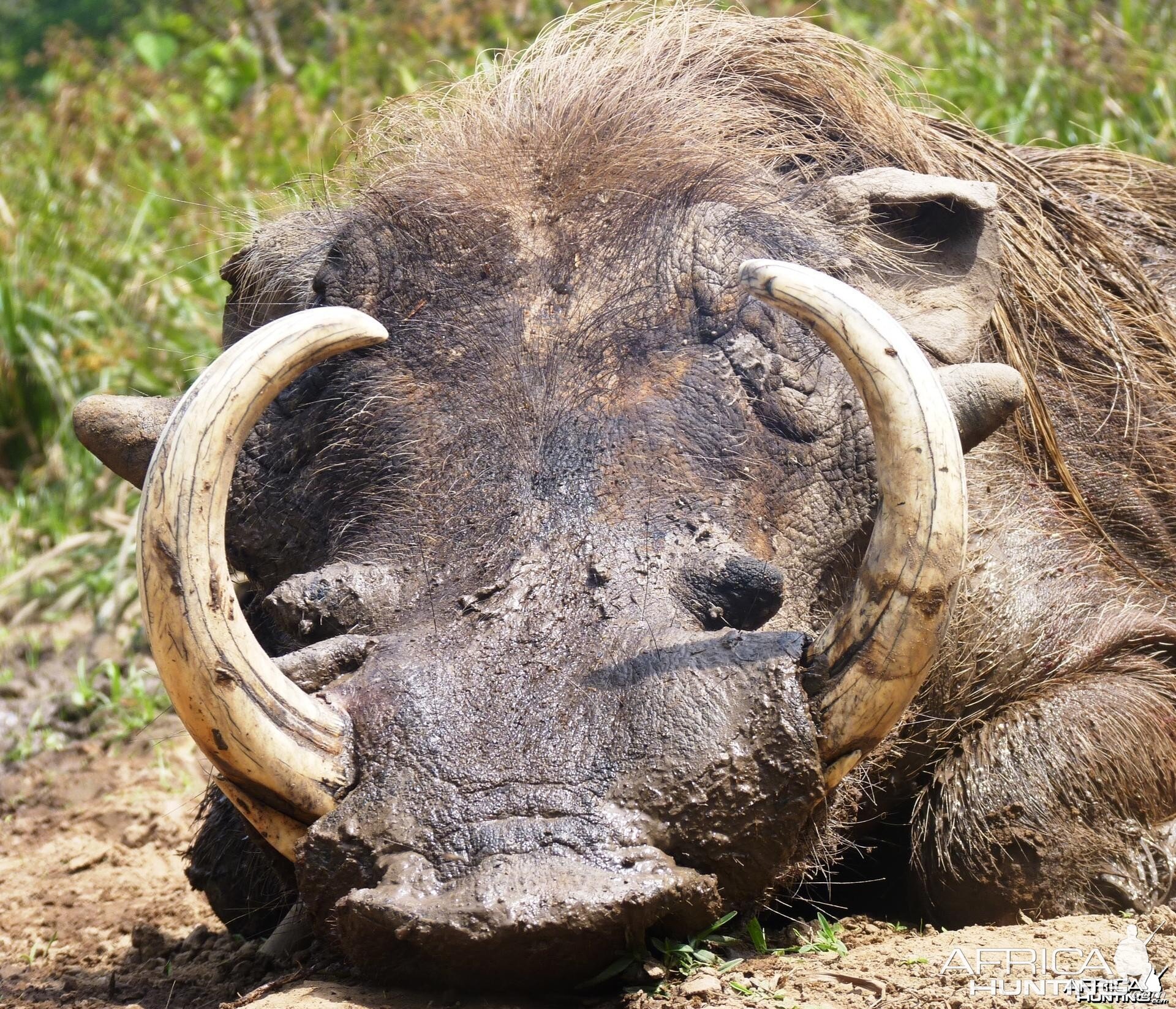 Warthog CAR