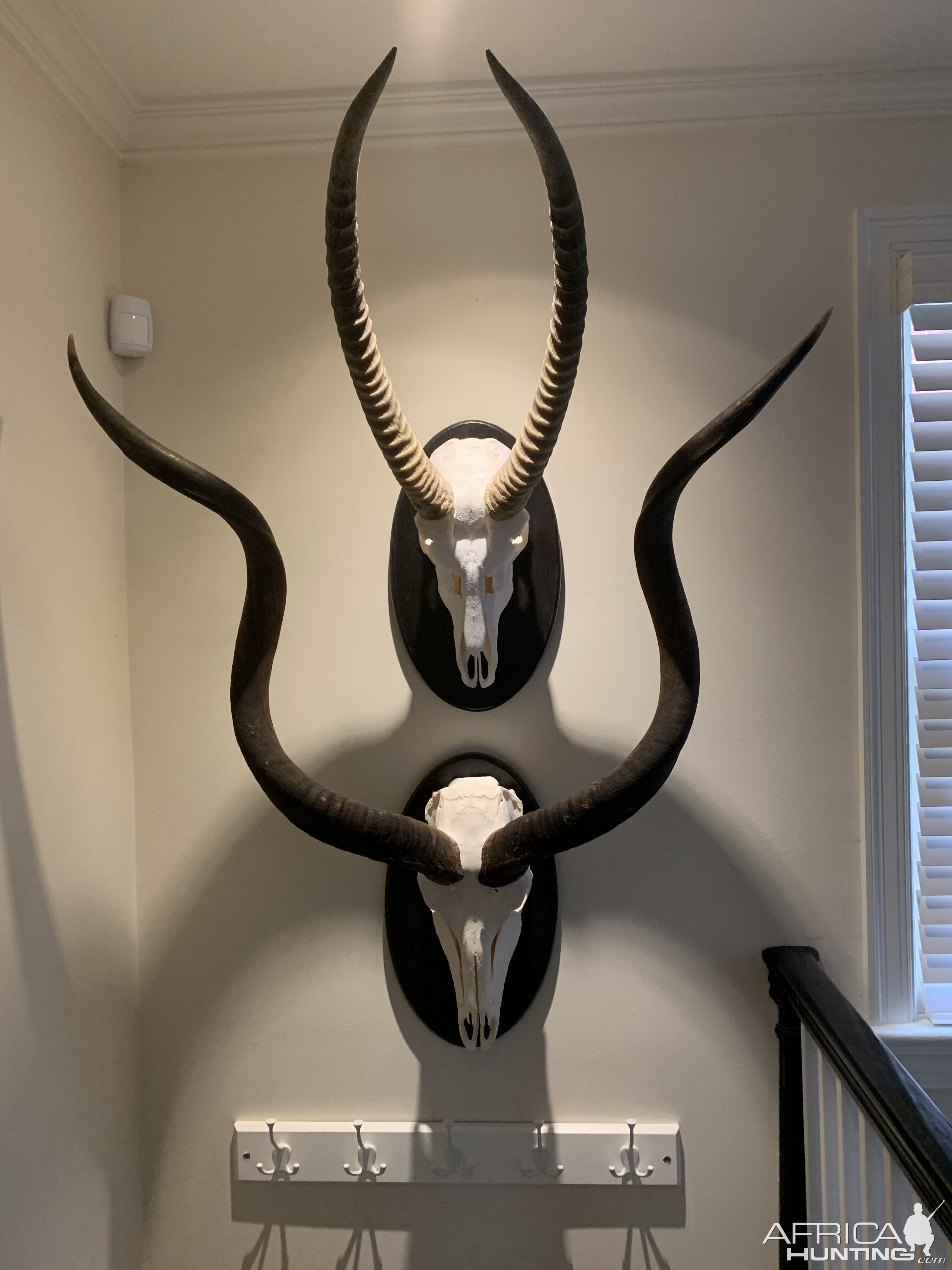 Waterbuck & Kudu European Skull Mount Taxidermy