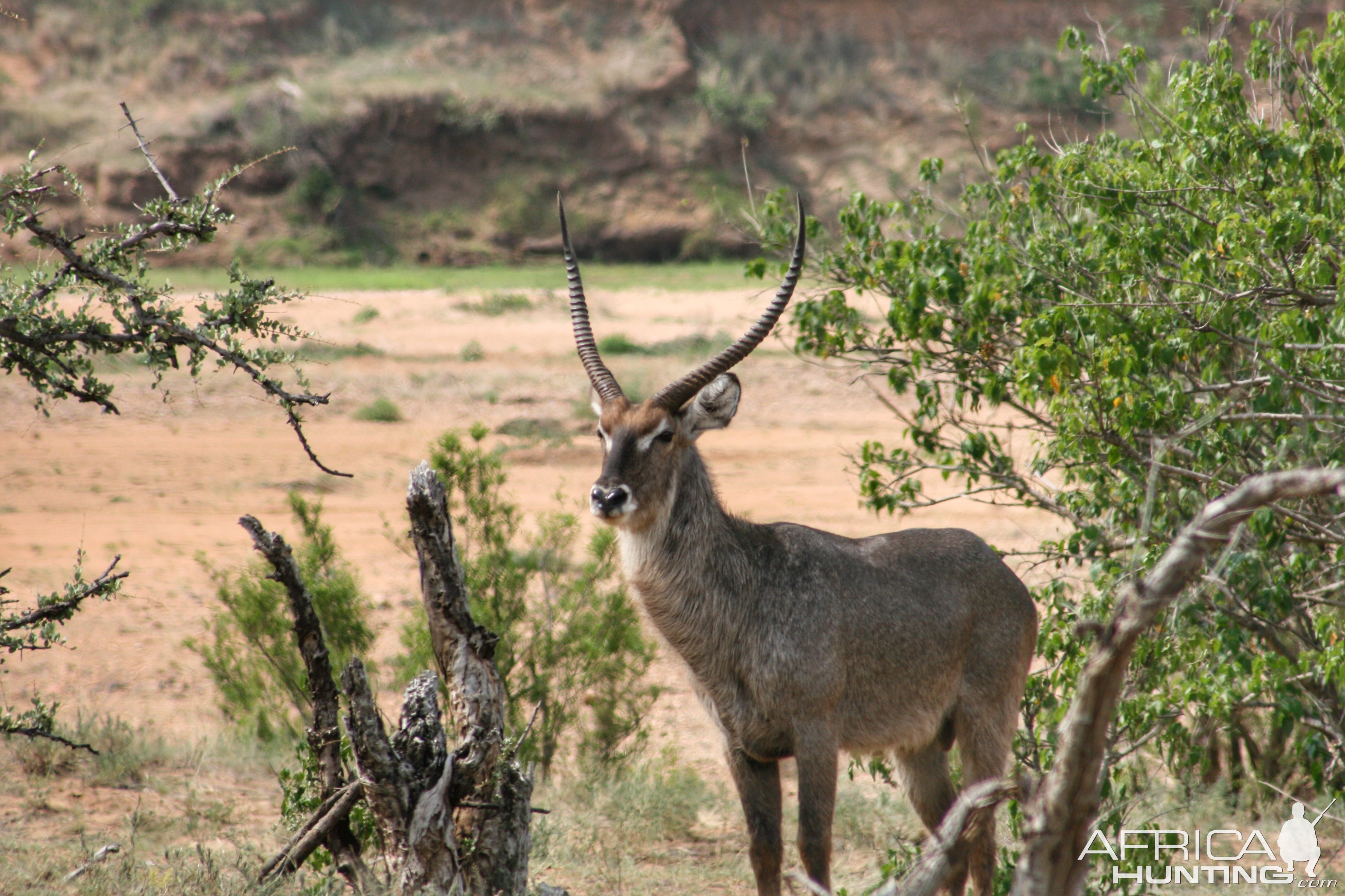 Waterbuck Makuya Game Park Greater Kruger South Africa