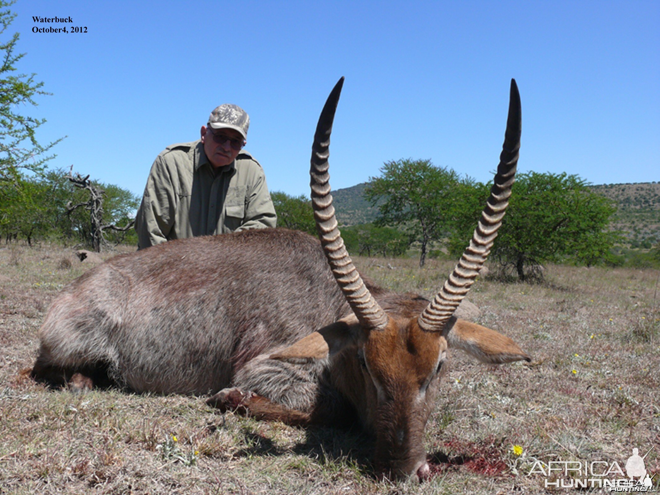 Waterbuck