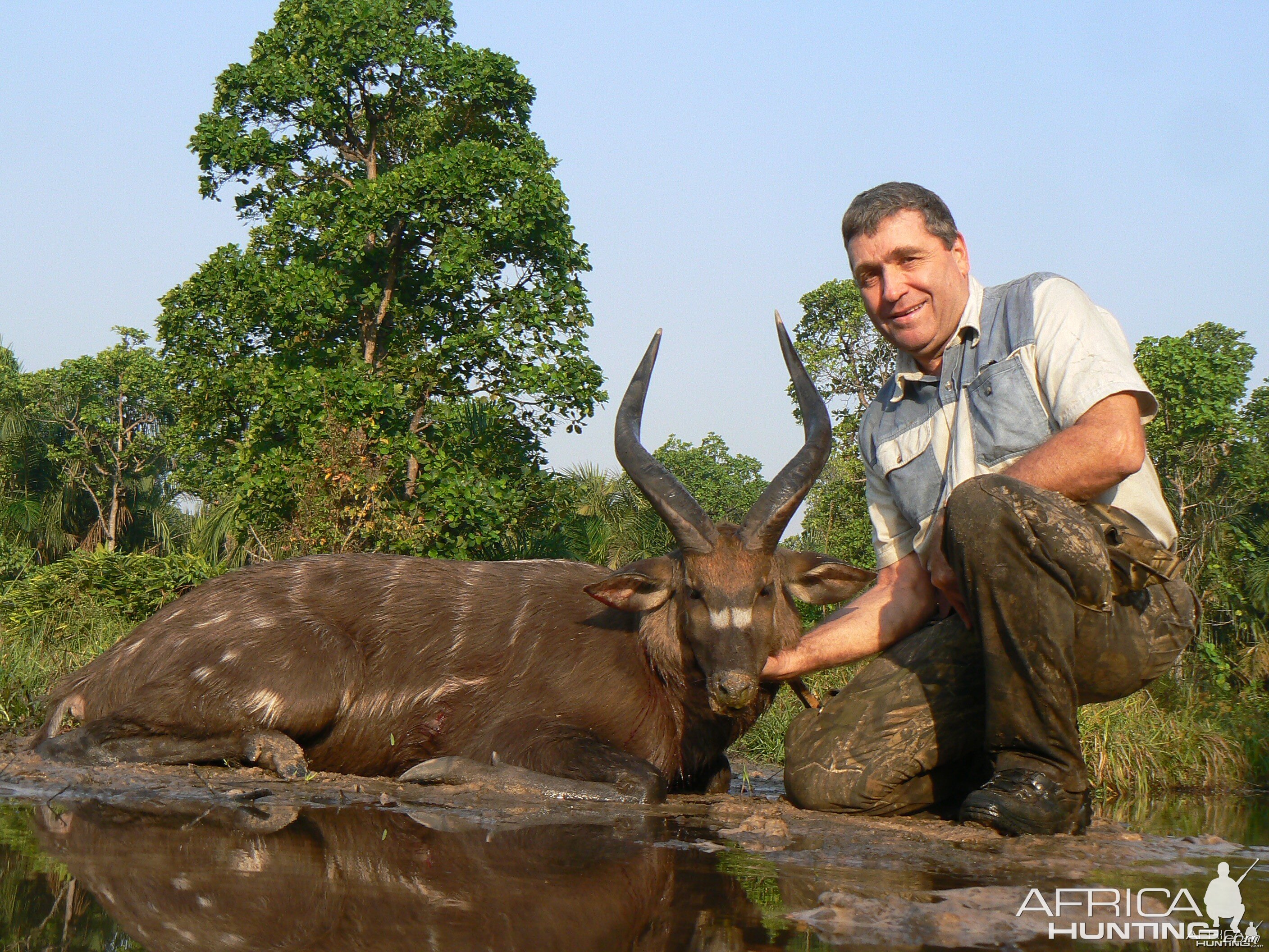 Western Sitatunga hunted in Central Africa with Club Faune