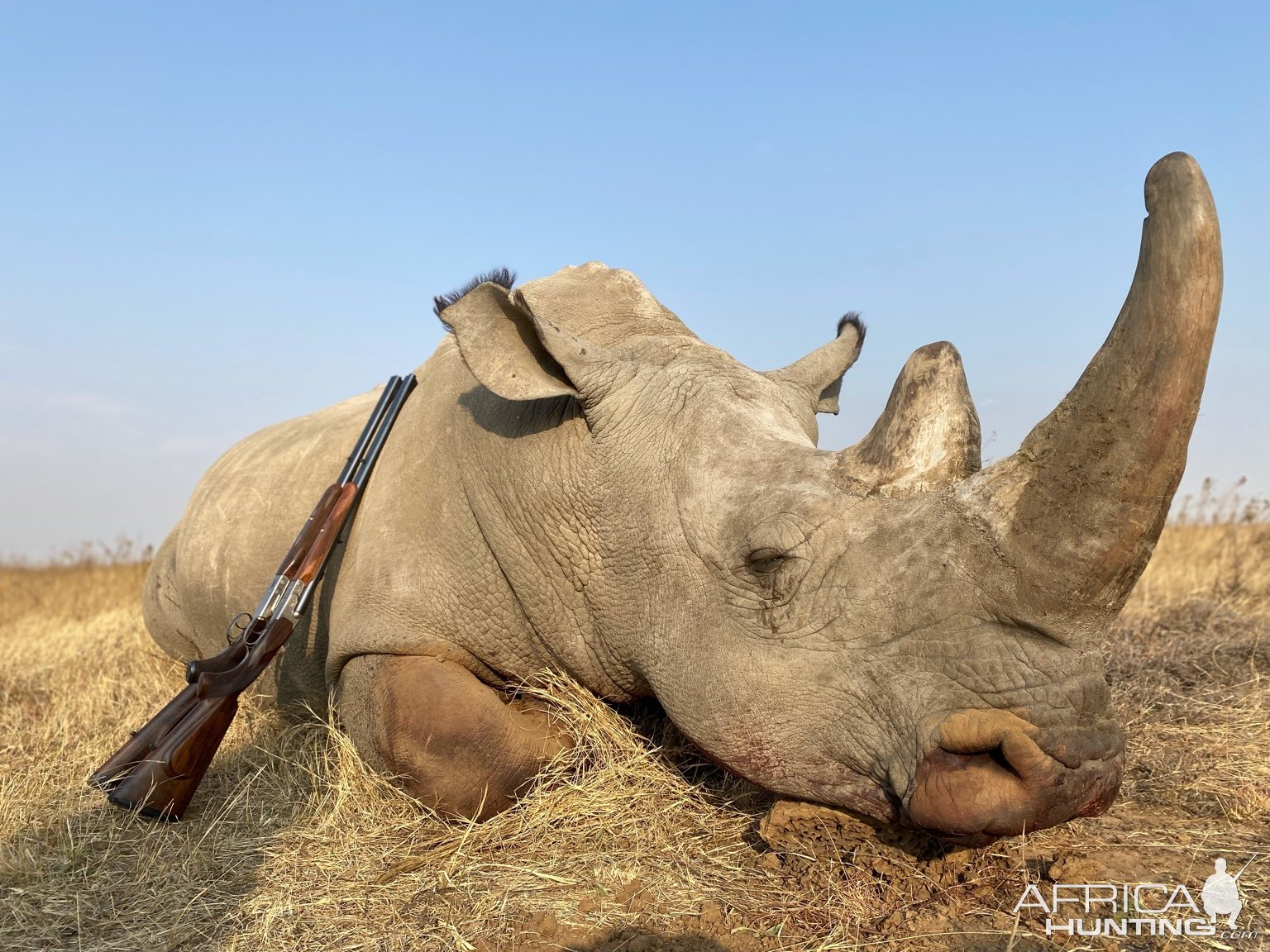 White Rhino Hunting Limpopo South Africa
