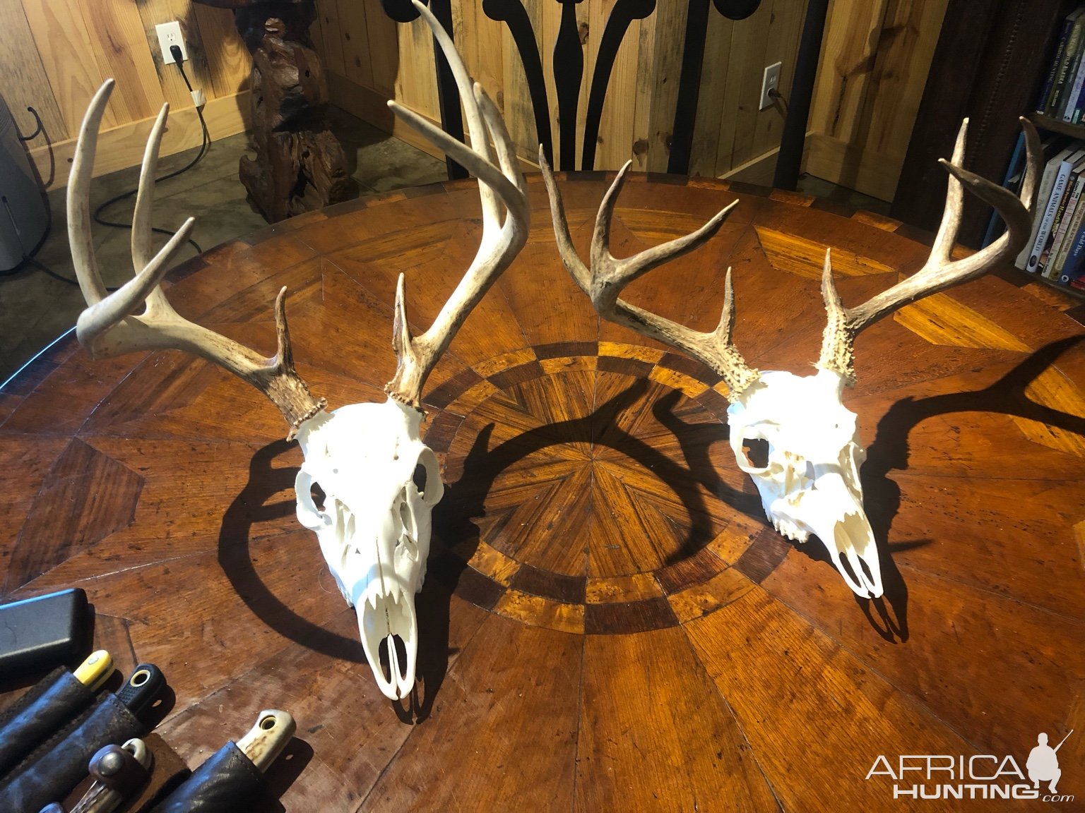 Whitetail Skull Taxidermy