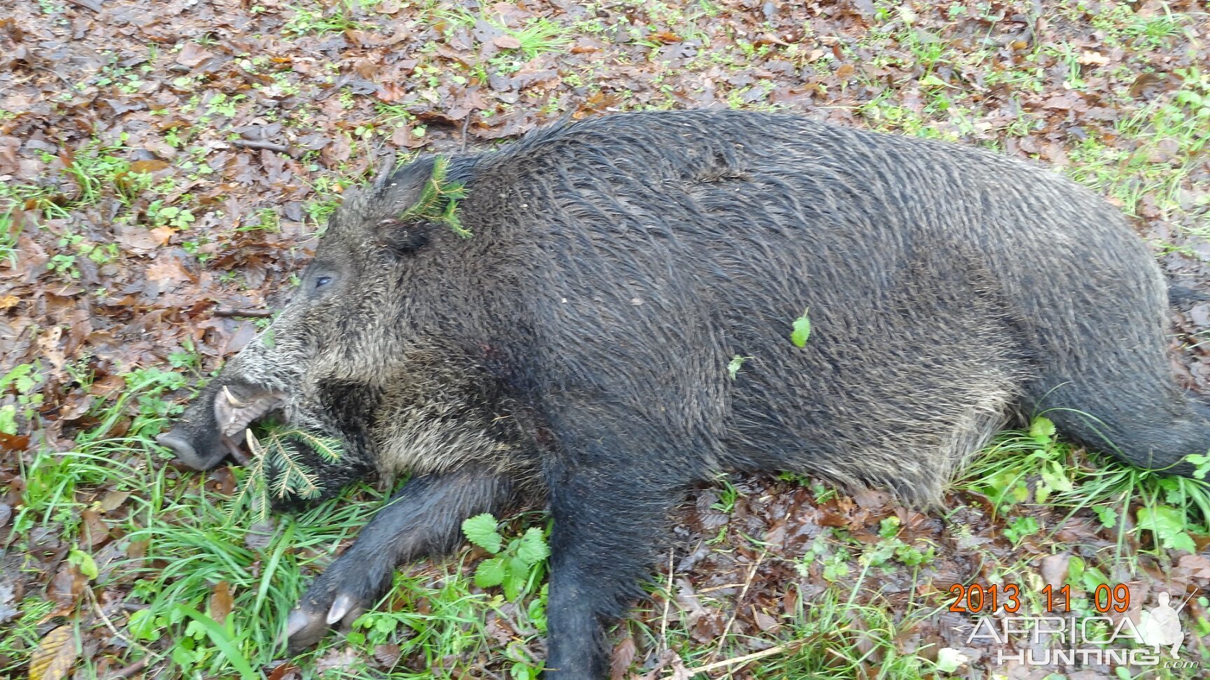 Wild Boar Hunt with Dogs Poland