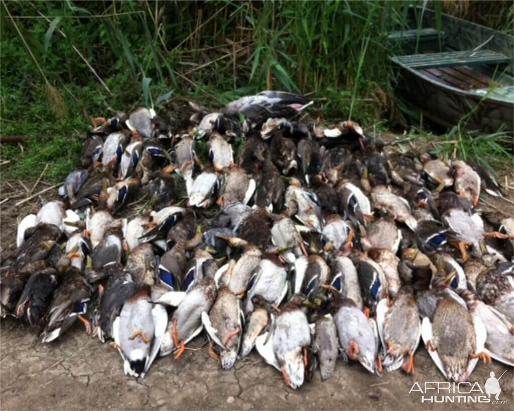 Wild Duck Hunting in Romania