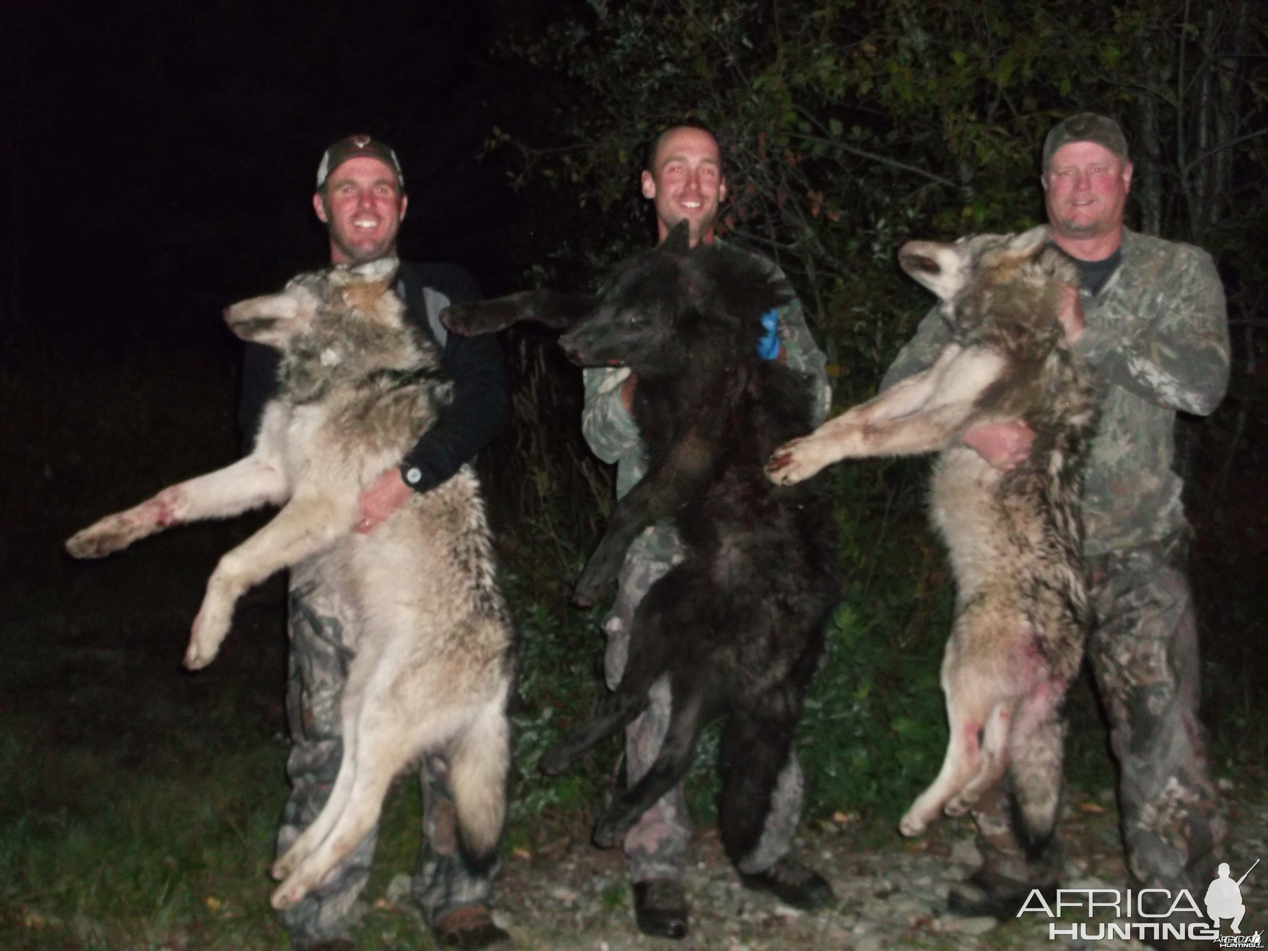 Wolf hunt in British Columbia Canada