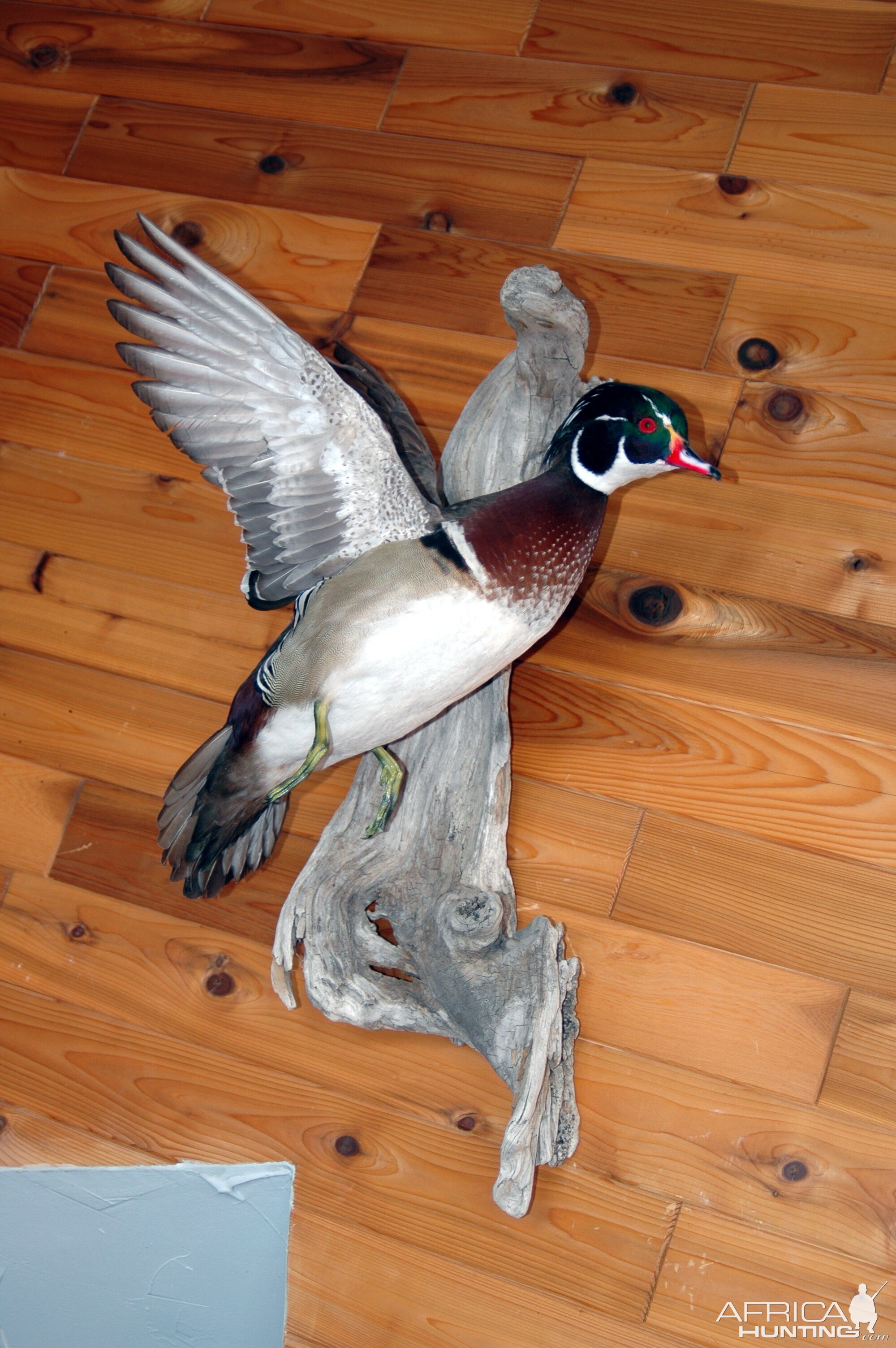 Wood duck