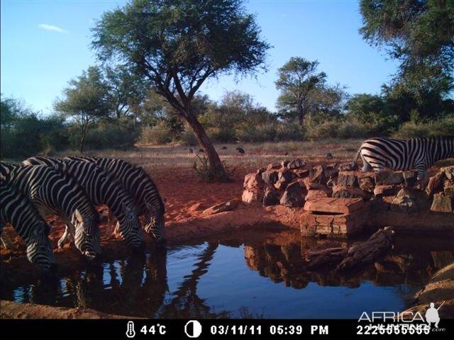 Zebras at Tally Ho Game Ranch South Africa