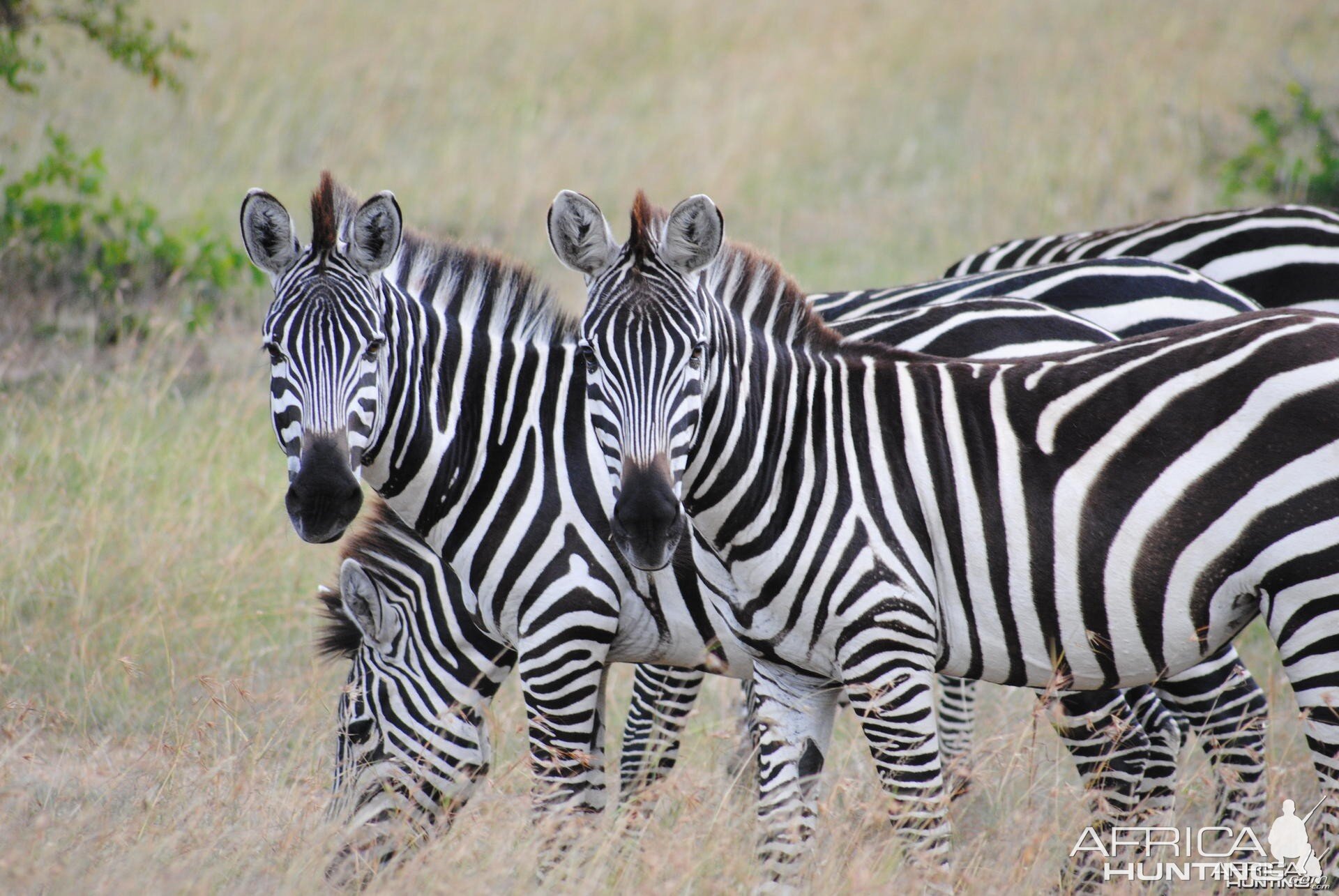 Zebras on the Masaai Mara in Kenya