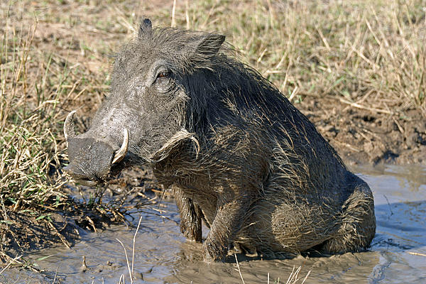 warthog-taking-mud-bath-riana-van-staden_zps13372569.jpg