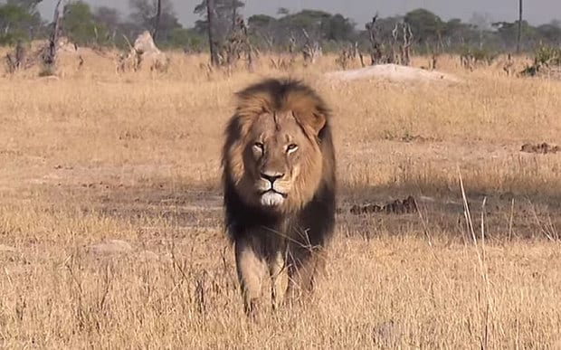 Cecil_the_lion_in__3388298b.jpg