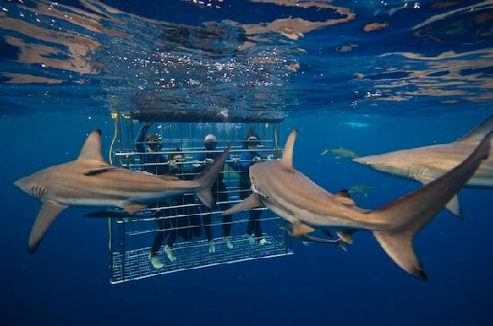 shark-cage-diving-kzn_zps01aaba16.jpg