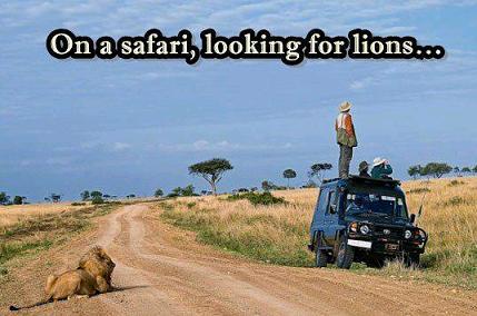 whos-hunting-who-lion.jpg