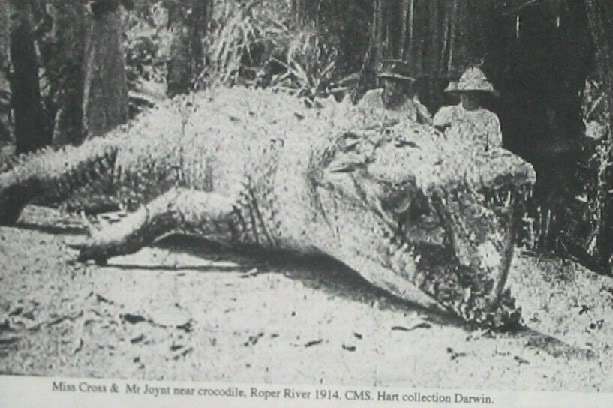 Huge_Croc_Roper_river_1914_zpsb666ae52.jpg