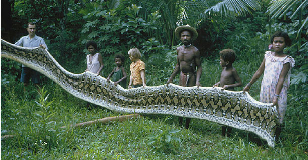 Agtapythonskin165pd23ft7m75kgphillipines1965_zpsffe4a966.jpg