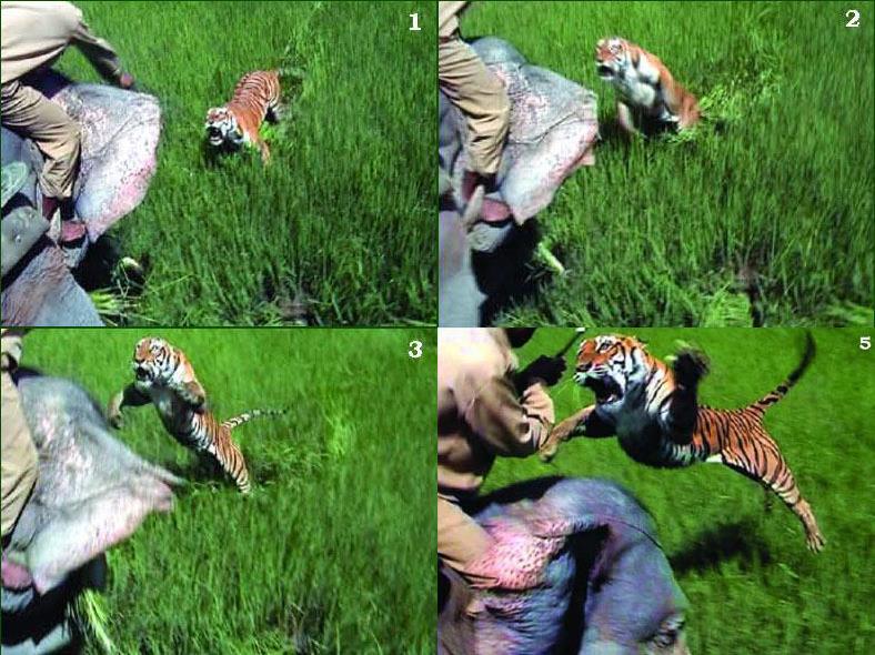 AtigerattackedforestrangersinKazirangaNationalParkwhiletryingtotranquilizetheanimalinthenorth-eastofIndiain2004Thetigerjumpe_zpsef41e4ee.jpg