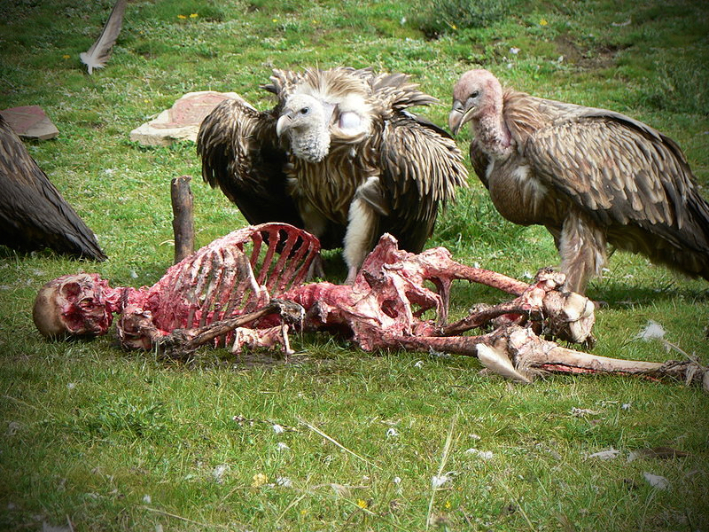 tibet_sky_burial3_zps2p8kccww.jpg