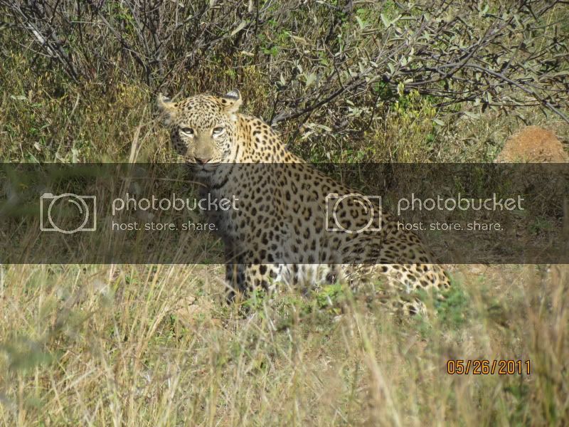 AFRICASAFARI2011038.jpg