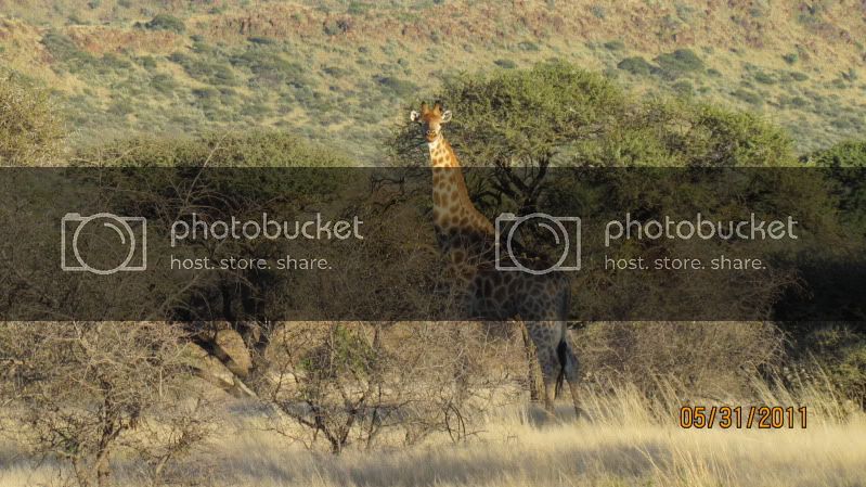 AFRICASAFARI2011246.jpg