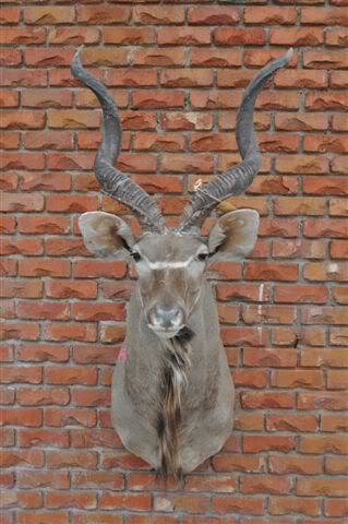 kudu.jpg