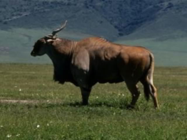 BigElandBull.jpg