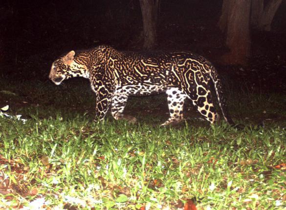 kingleopard_zps4ccdb76c.jpg