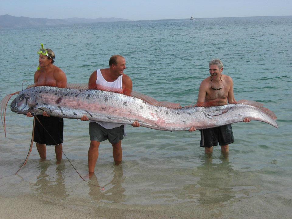 oarfish_zps43227b1f.jpg