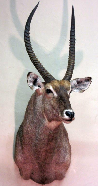 Waterbuck1.jpg