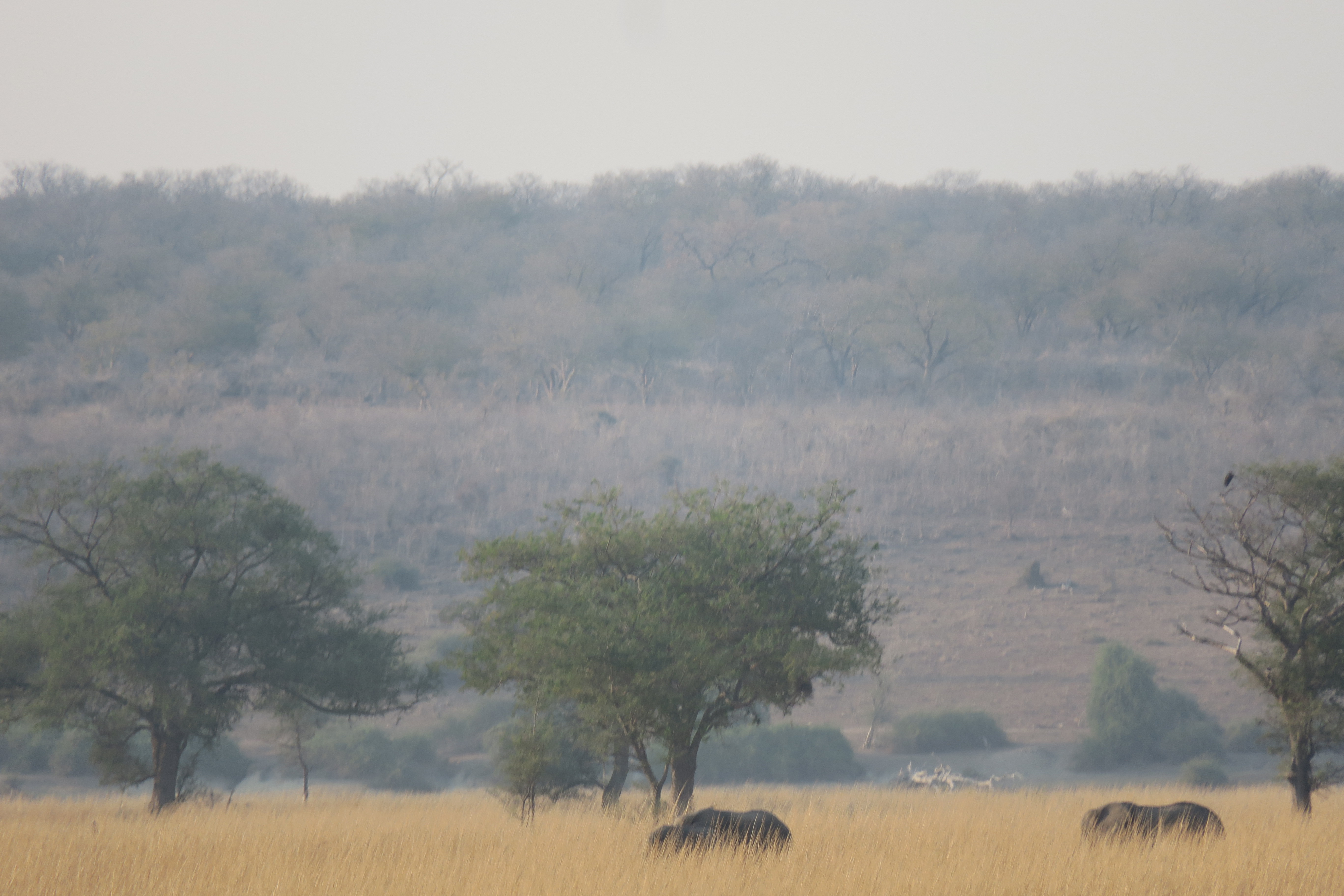 00 Elephants in the grass.JPG