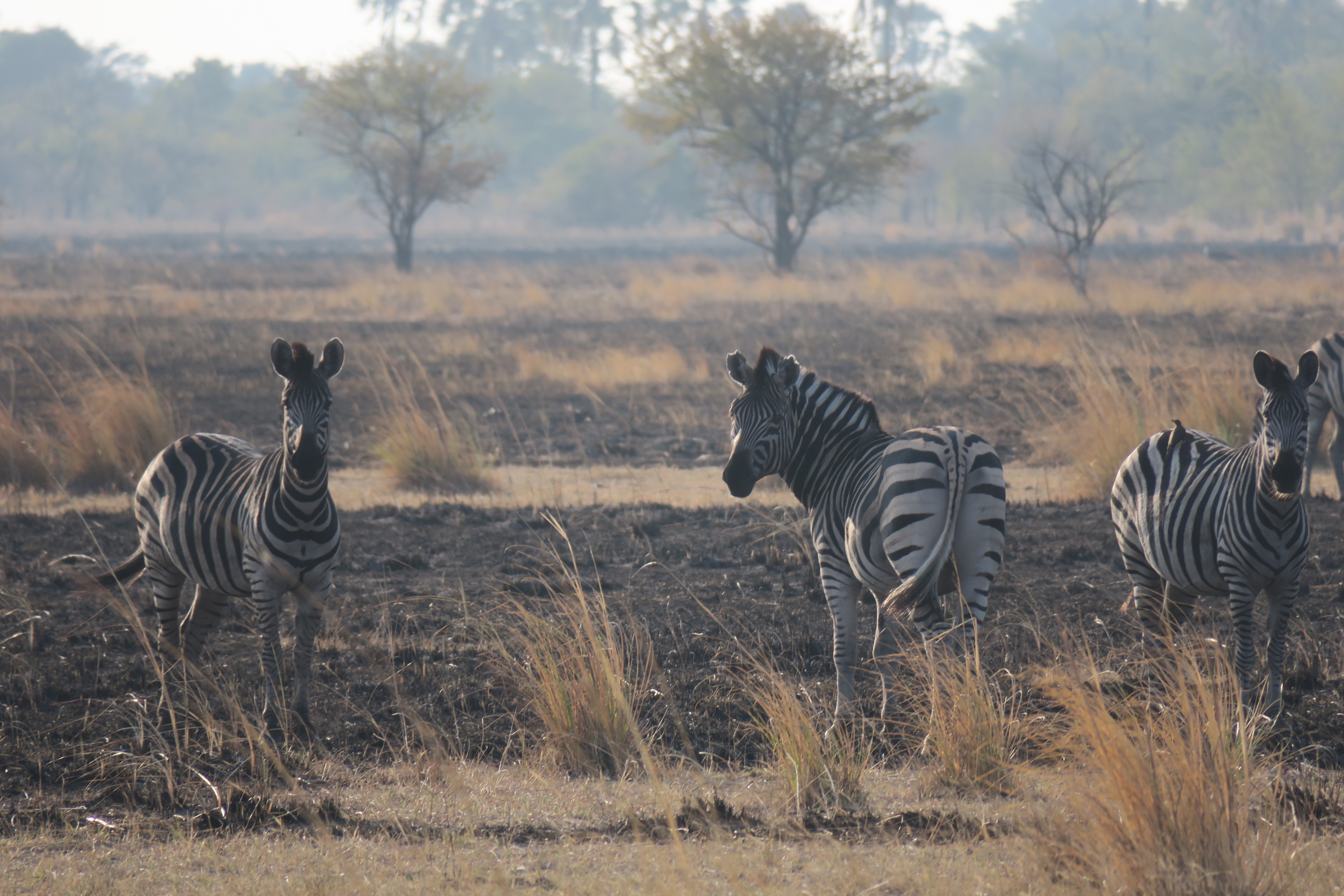 01 Zebra.JPG