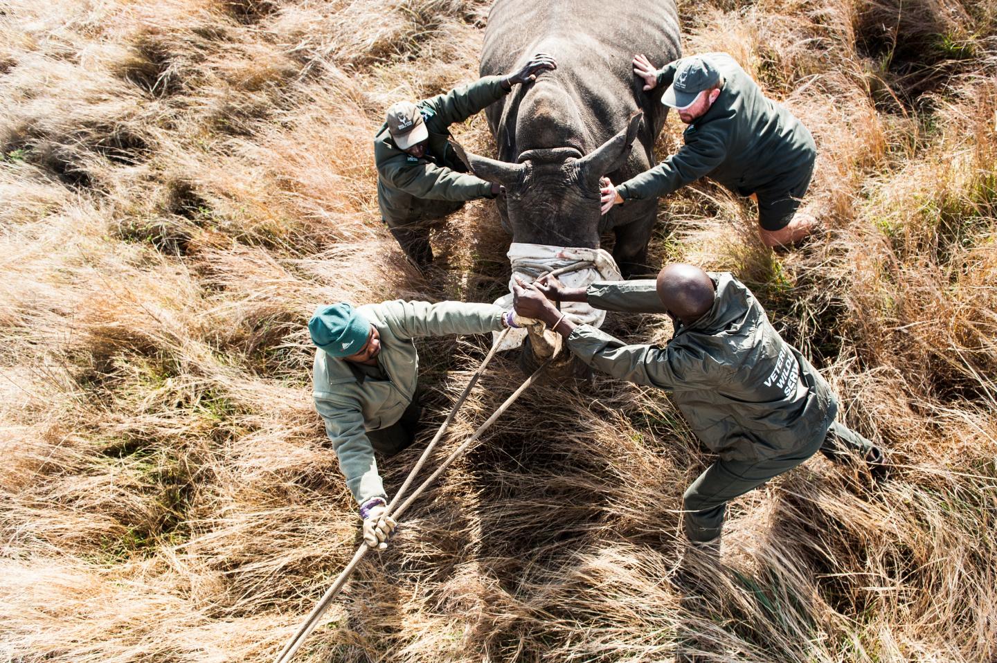 0818rhinoracewar05.jpg