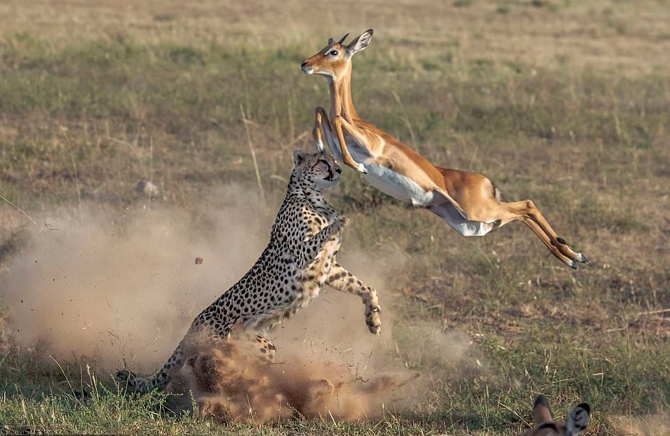 1-At_the_start_of_the_dust_up_the_impala_leaps_up_to_try_and_get_a-.jpg