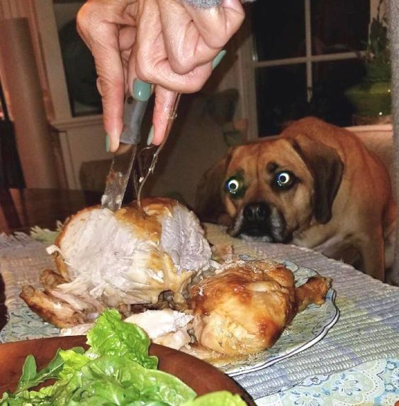 10-funny-image-dog-staring-their-food.jpg
