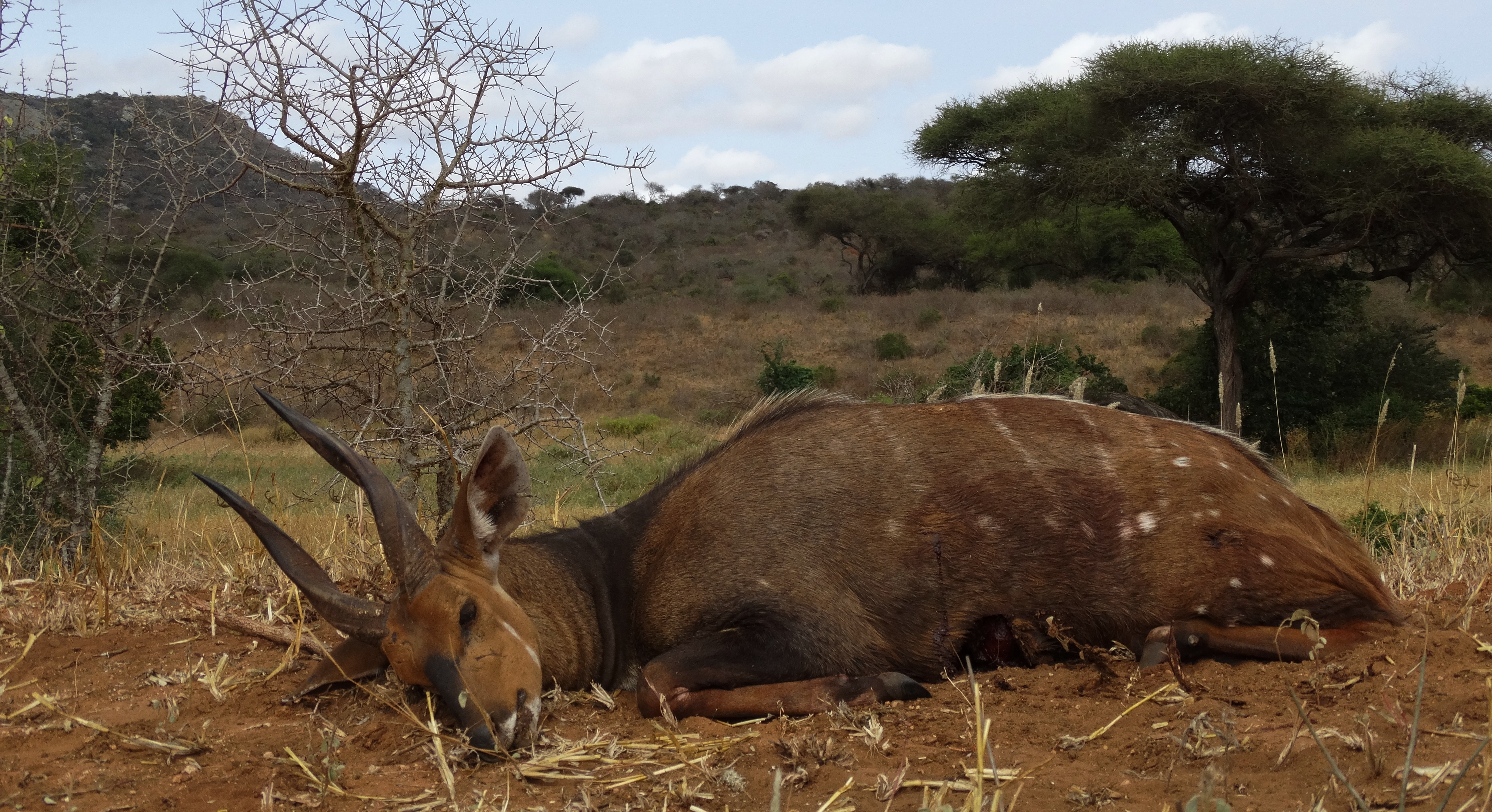 13,5 bushbuck (2).JPG