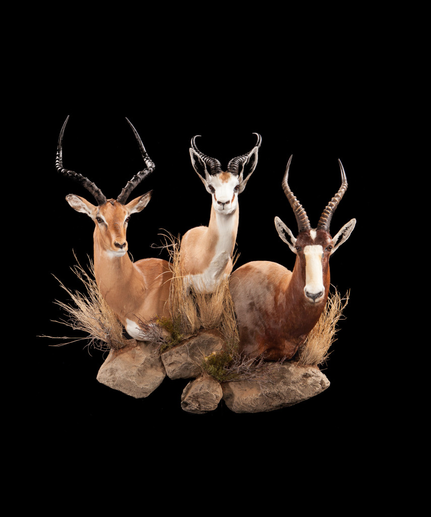 153-Impala-Springbok-and-Blesbok-855x1024.jpg