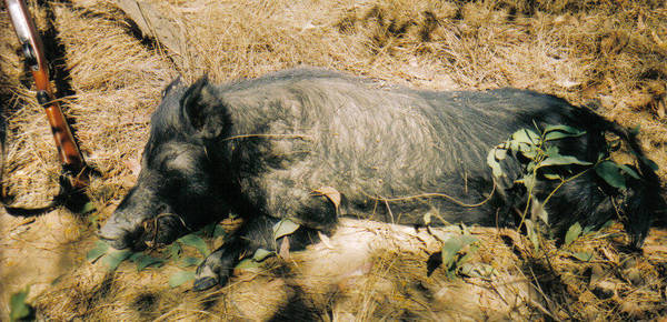 1761Pig.jpg