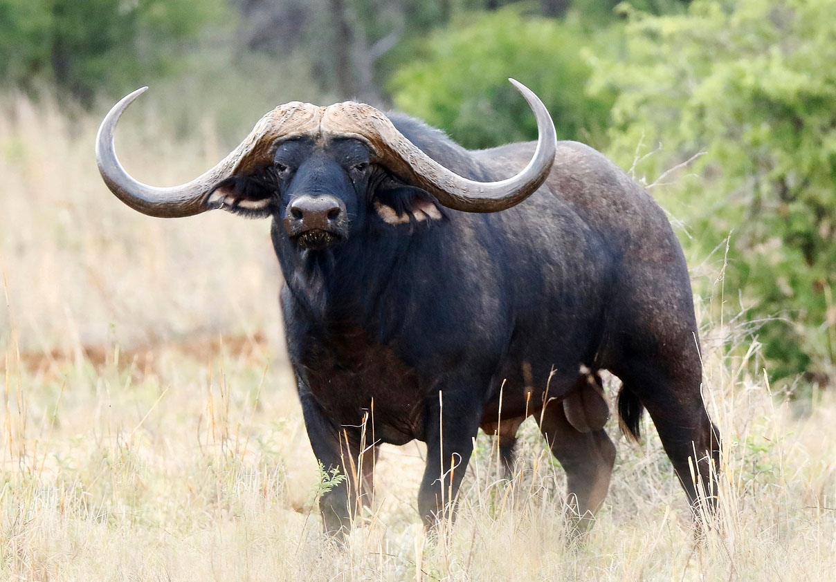 bestøve Opsætning Steward Most Expensive African Buffalo Valued at $11.1 Million | AfricaHunting.com